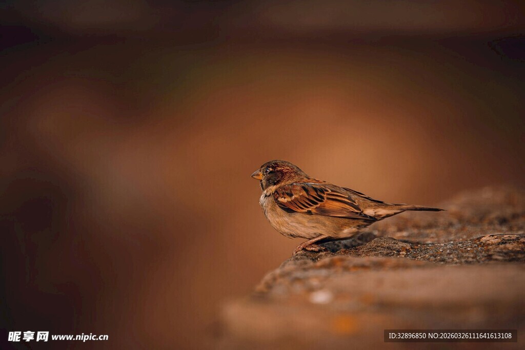 岩石上的小巧麻雀