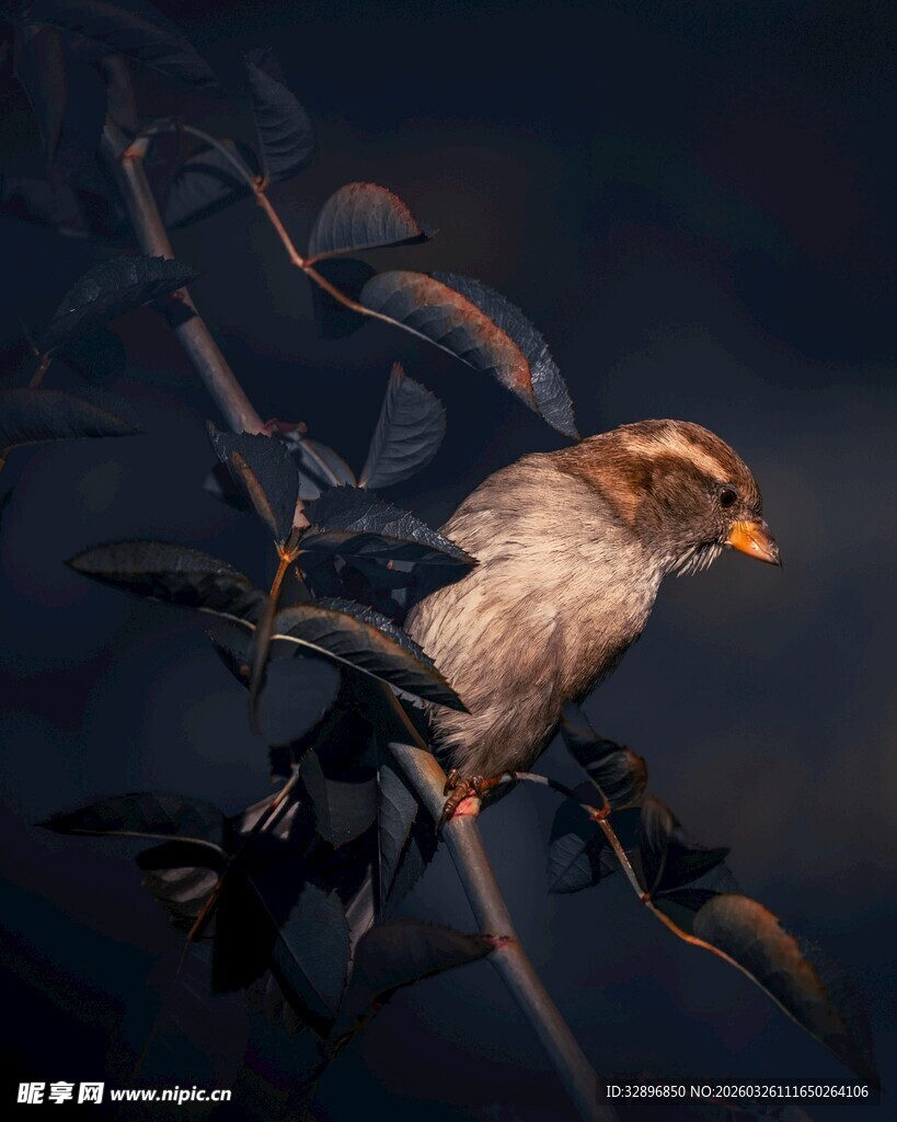 栖息于枝头的小鸟