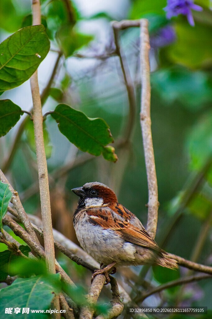 枝头栖息的可爱小麻雀