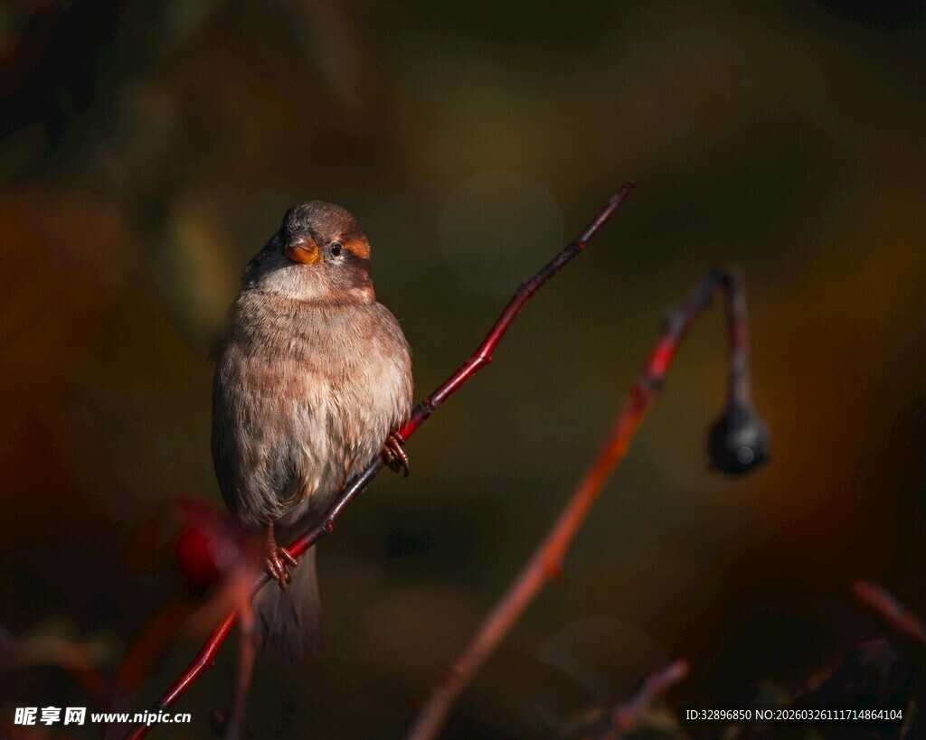 栖息枝头的小鸟