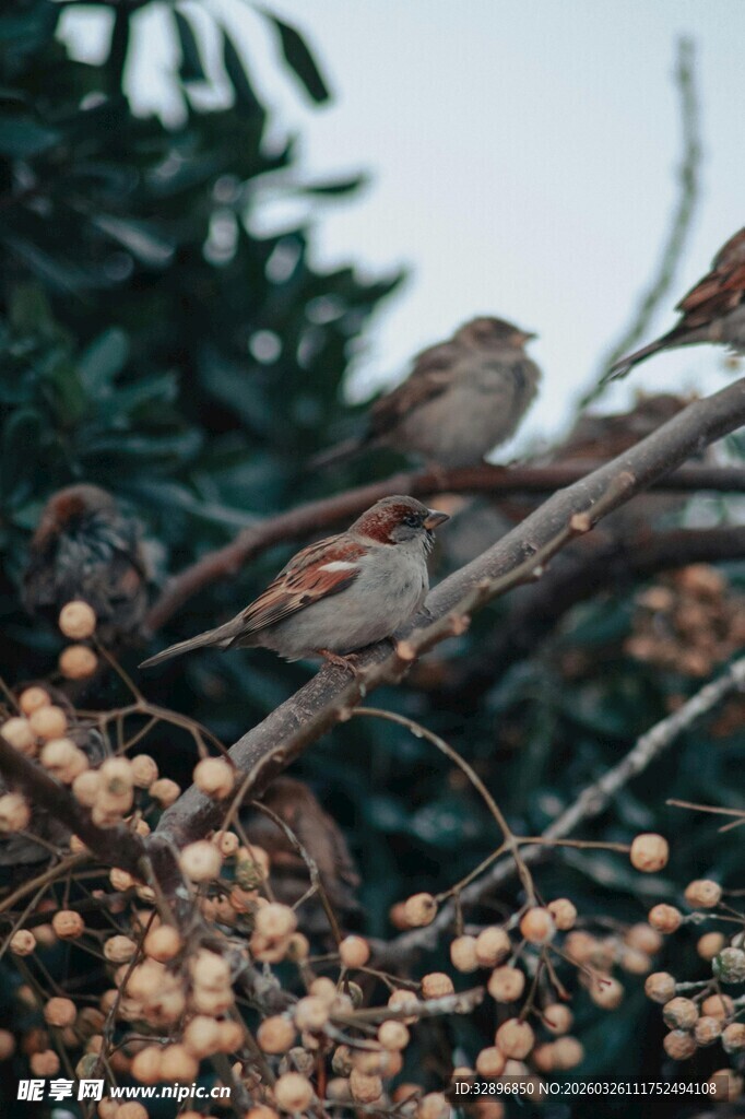 枝头小鸟栖于果实间
