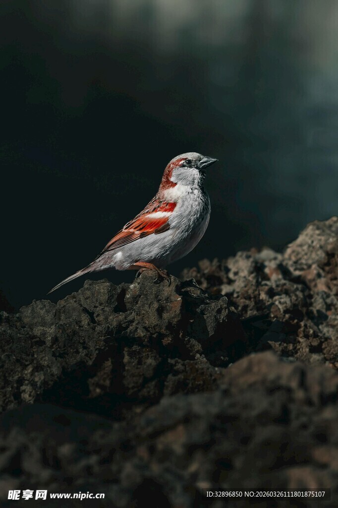 岩石上的多彩小鸟