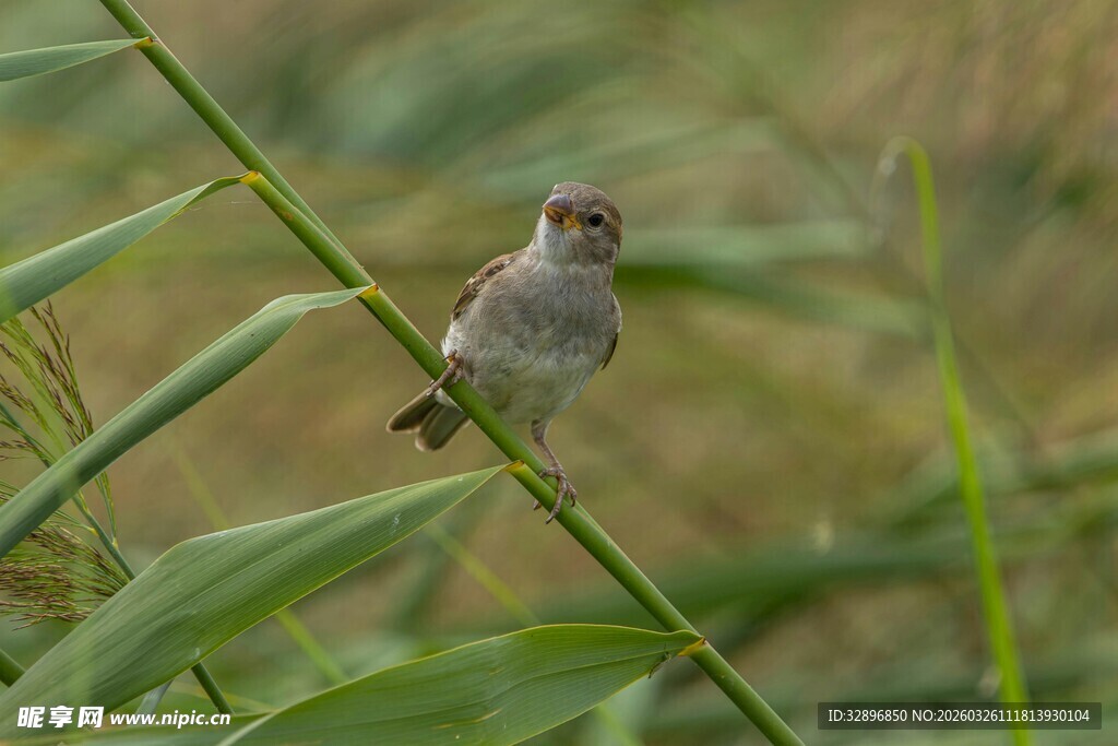 栖息于绿枝上的小鸟