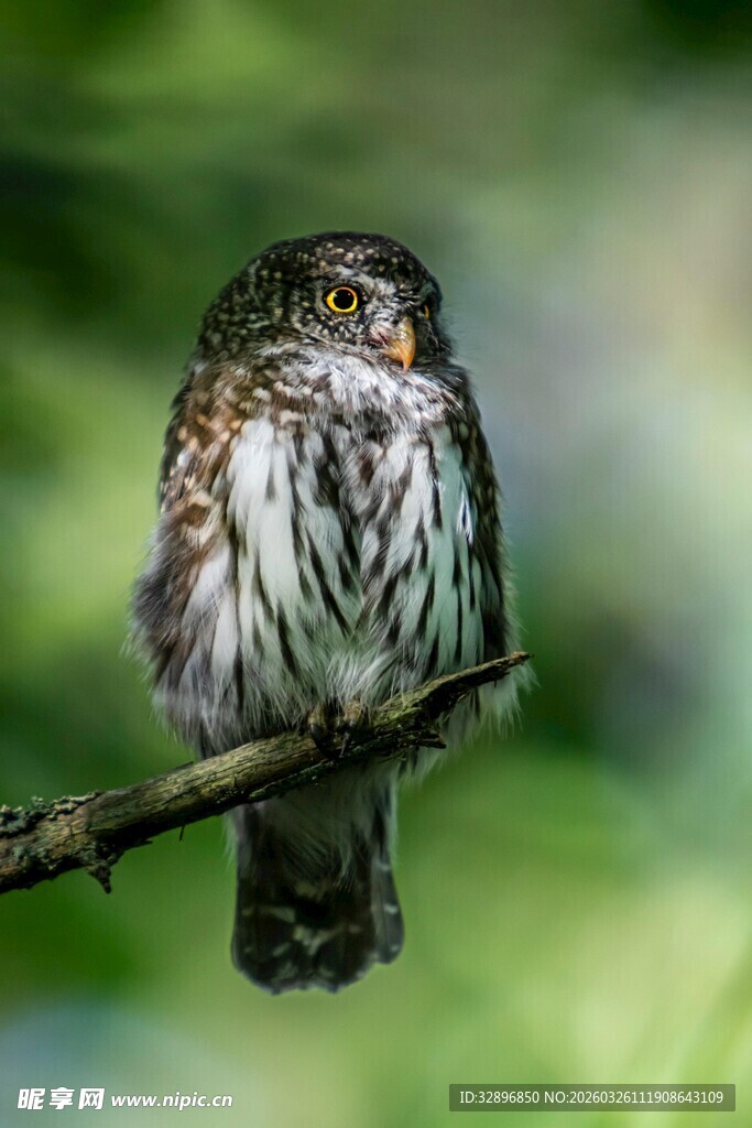 栖息枝头的小巧猫头鹰