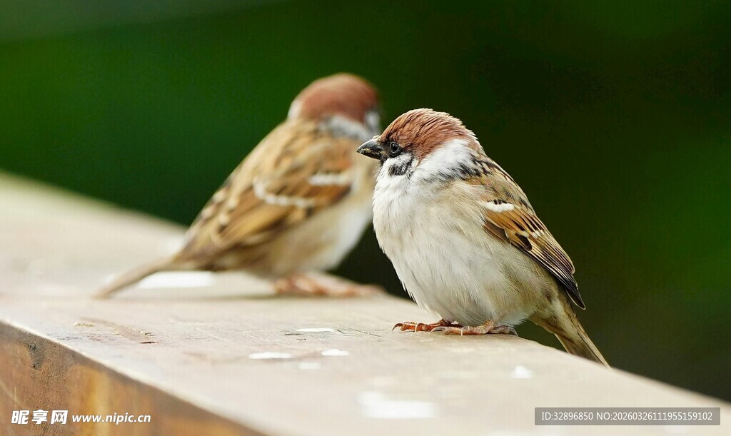 两只麻雀立于木栏之上