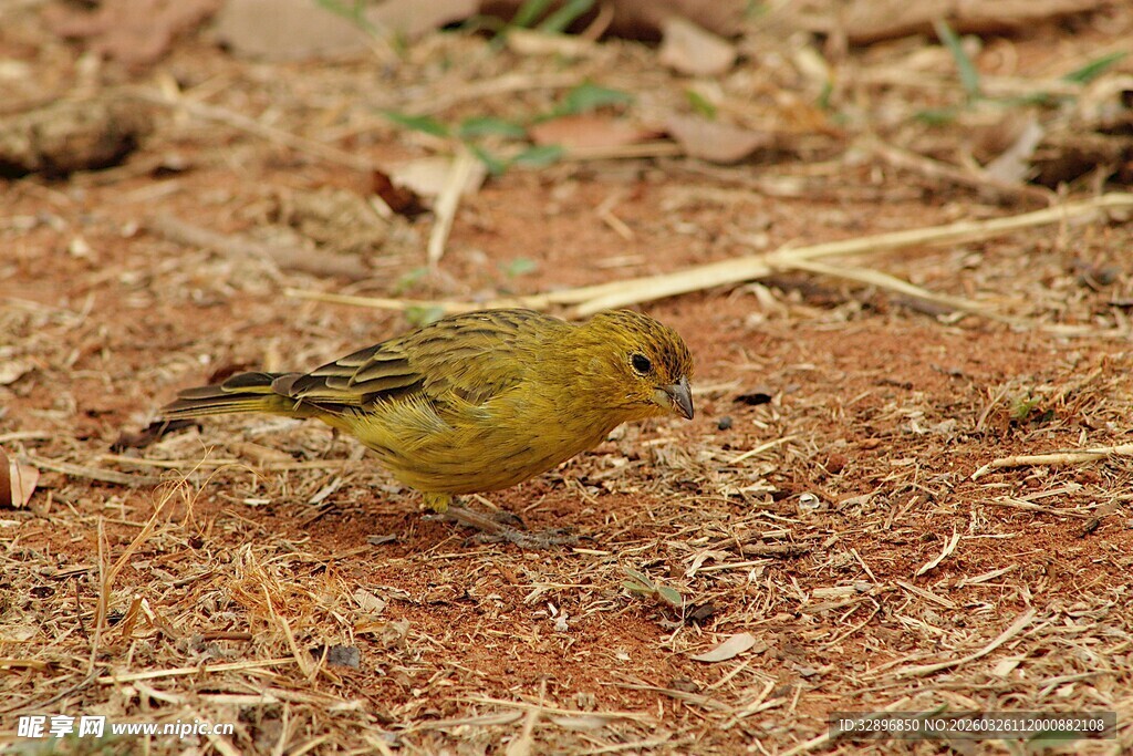 地面觅食的黄绿色小鸟
