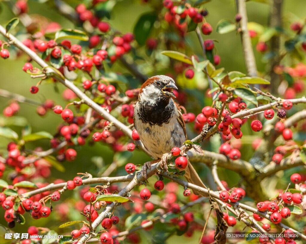 枝头小鸟与红果