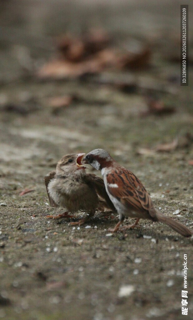 地面上亲昵的两只小鸟
