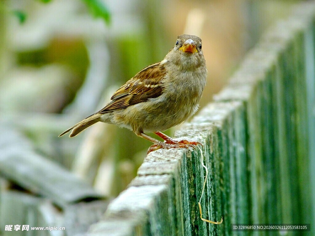 站在绿栅栏上的小麻雀