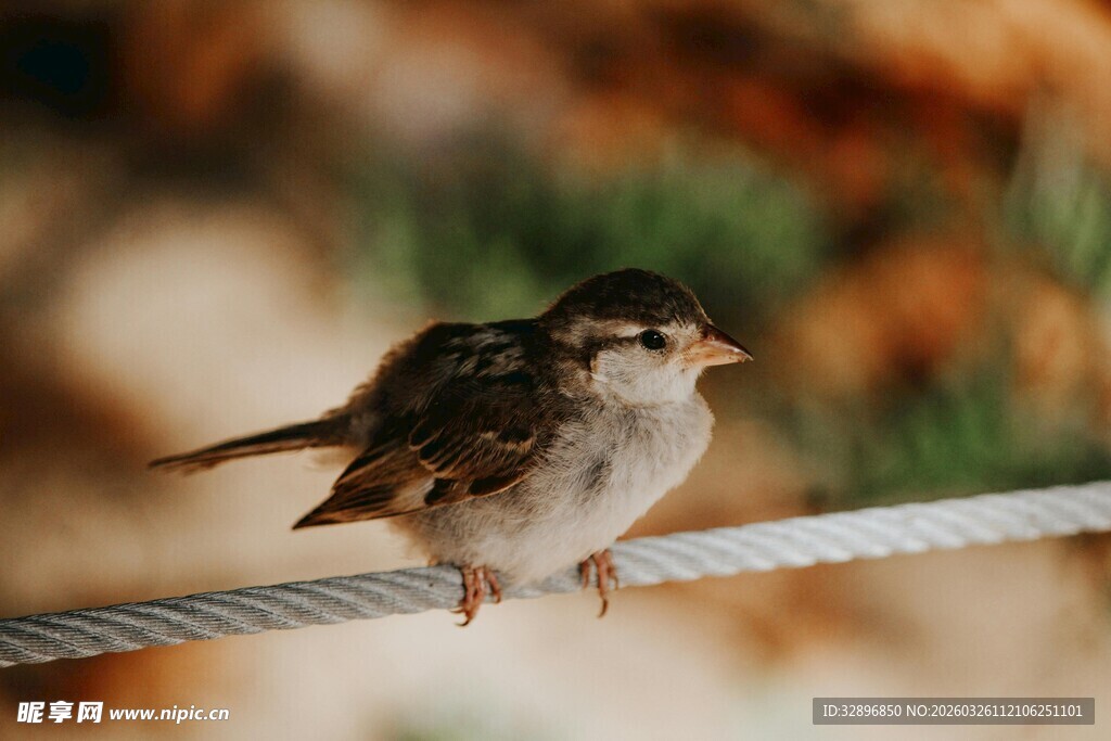 小鸟栖息于电线上