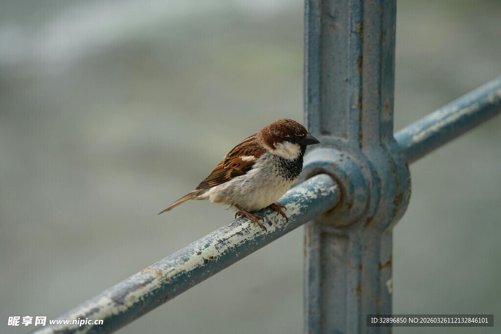 栖息于栏杆上的小巧麻雀