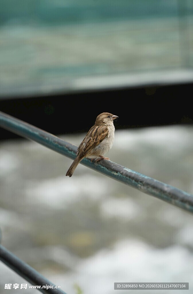栖息在杆上的小鸟