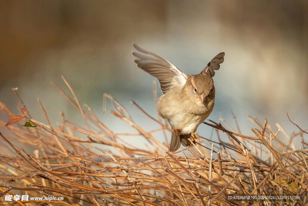 小鸟展翅于枯黄枝丛间
