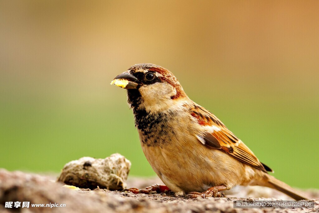 麻雀与幼鸟栖息于木上