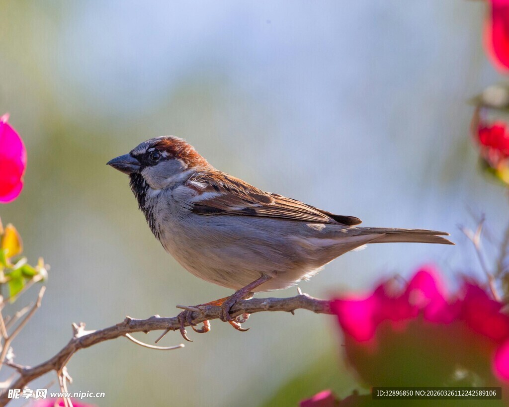 枝头麻雀伴繁花
