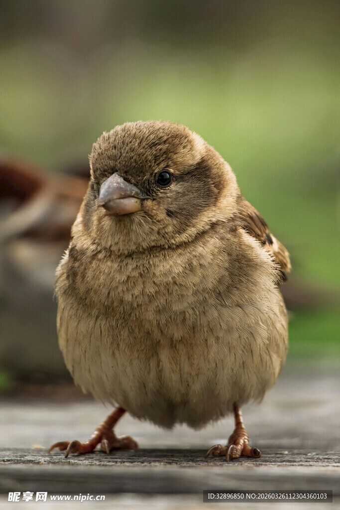 呆萌小麻雀站立于木面