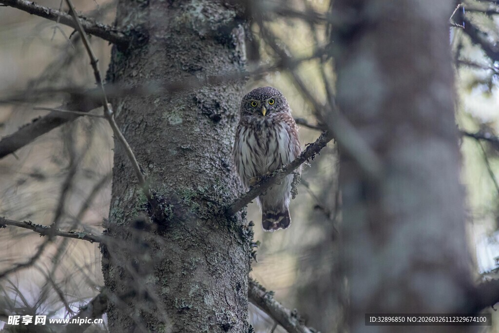 树干上栖息的猫头鹰