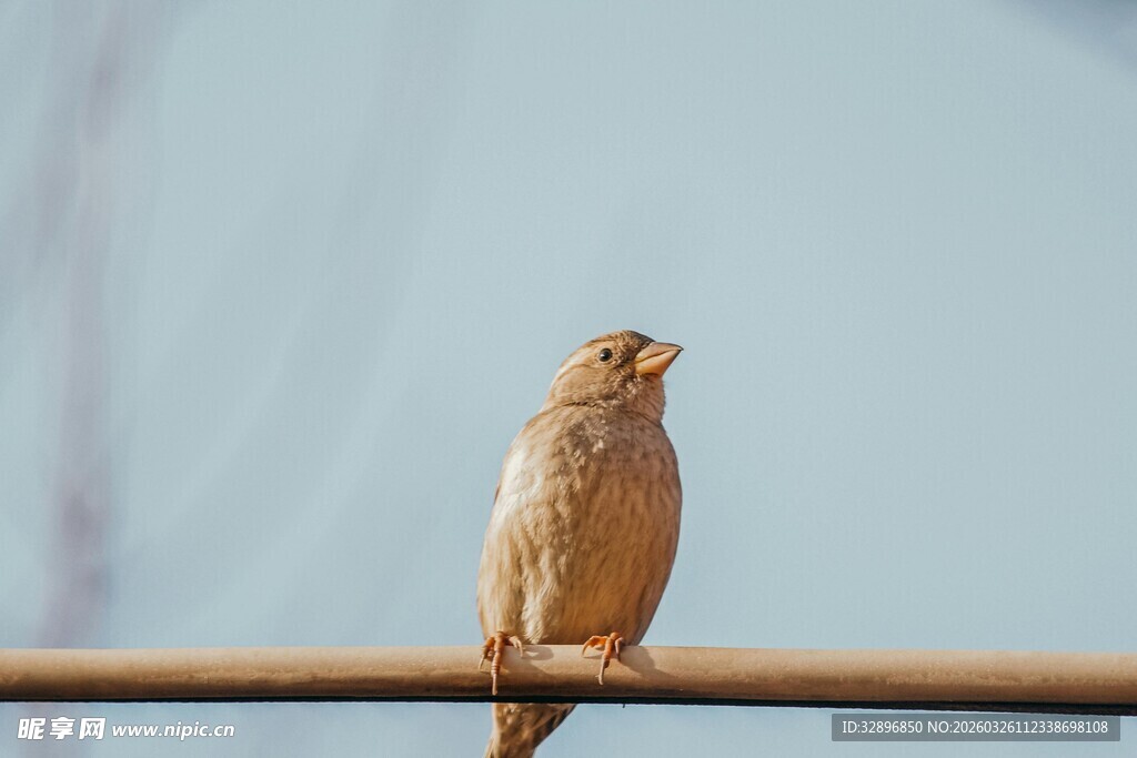 栖息于杆上的小鸟
