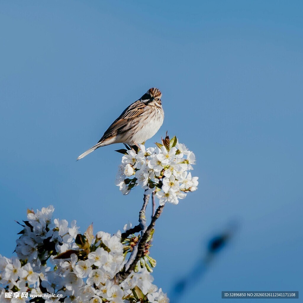 枝头小鸟赏烂漫春花