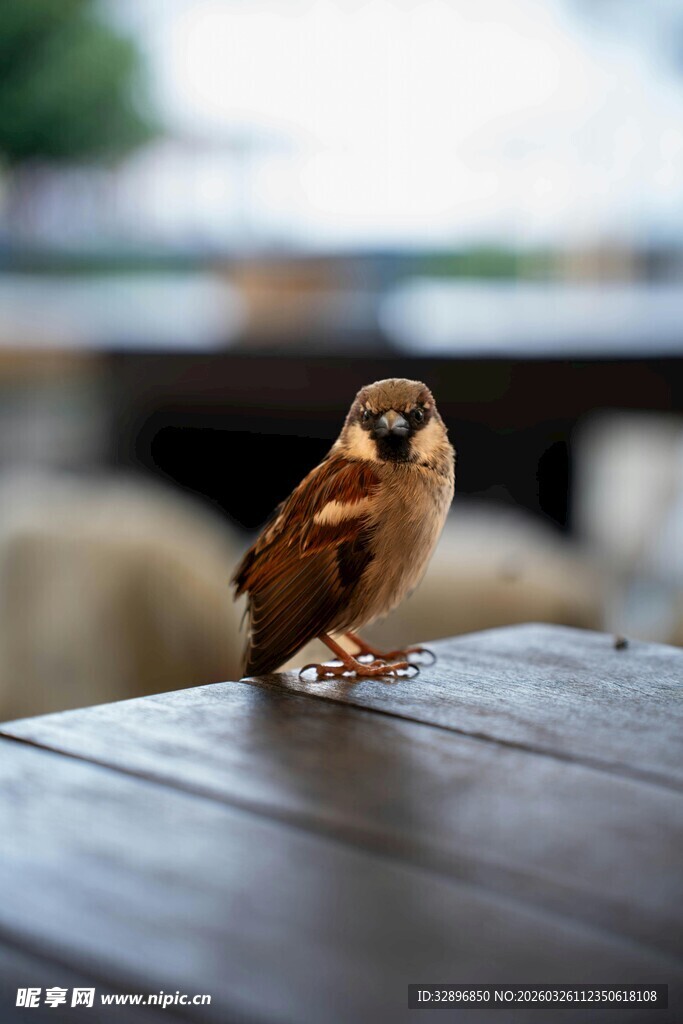 木桌上的可爱小鸟