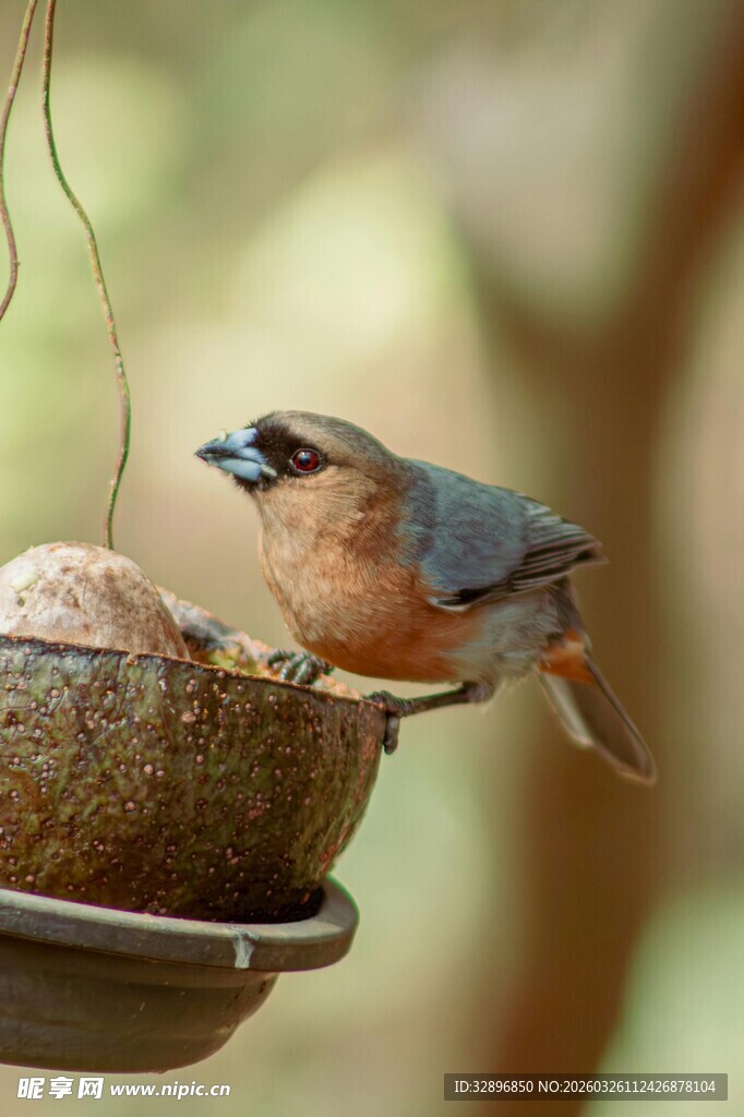 小鸟立于喂食器上进食