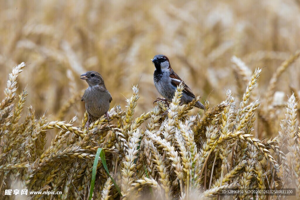 麦田中的两只小鸟