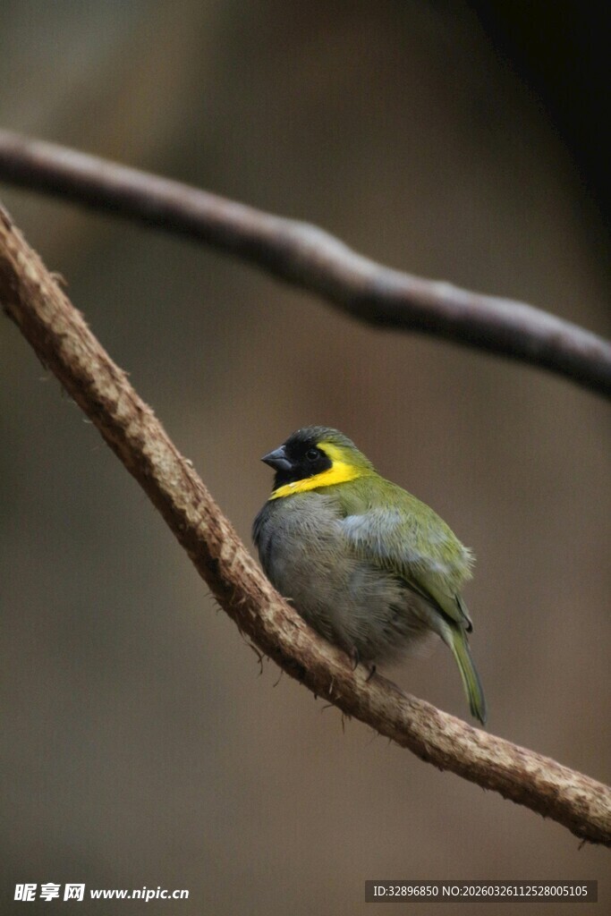 枝头黄羽小鸟