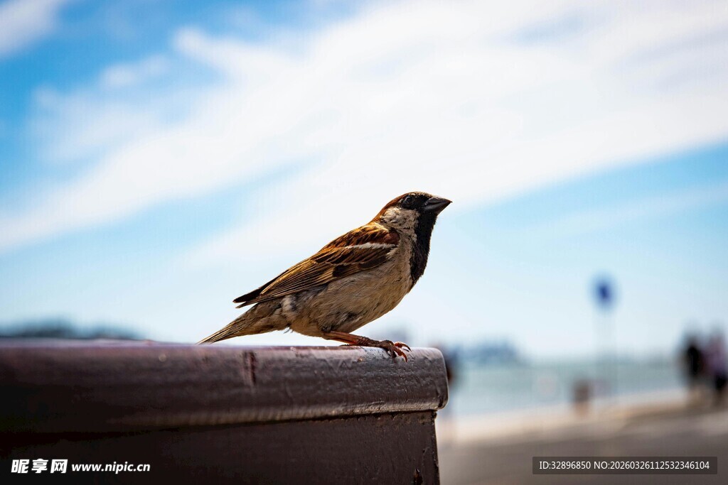 站在栏杆上的小巧麻雀