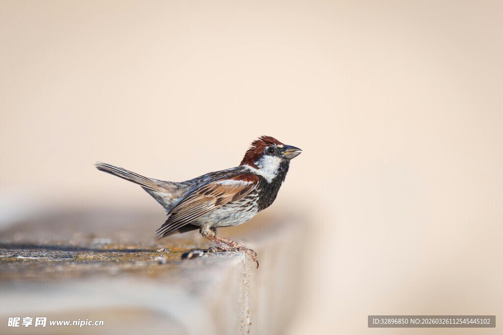 站在边缘的多彩小鸟