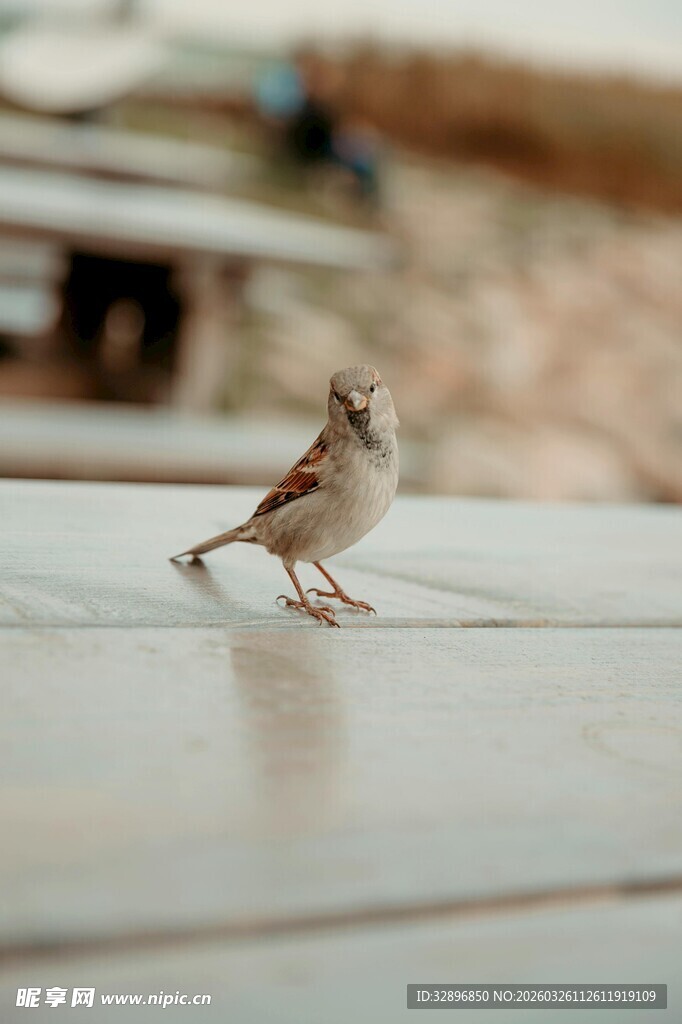 站在桌面的小巧麻雀