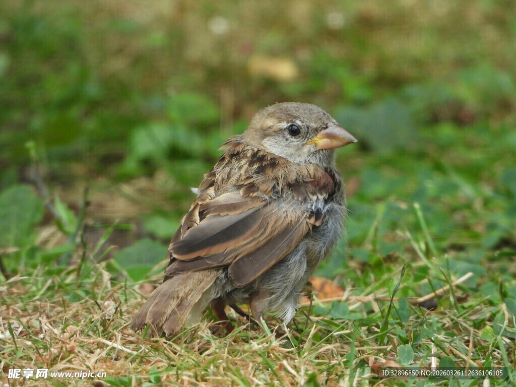 草地上的小鸟
