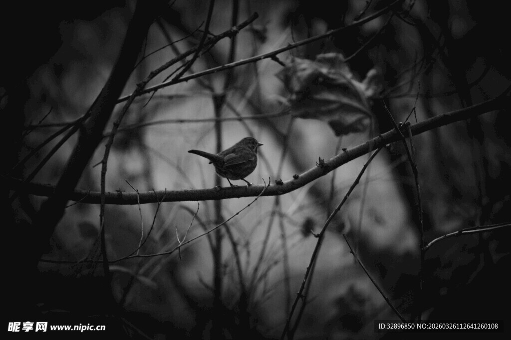 林间小鸟栖于细枝