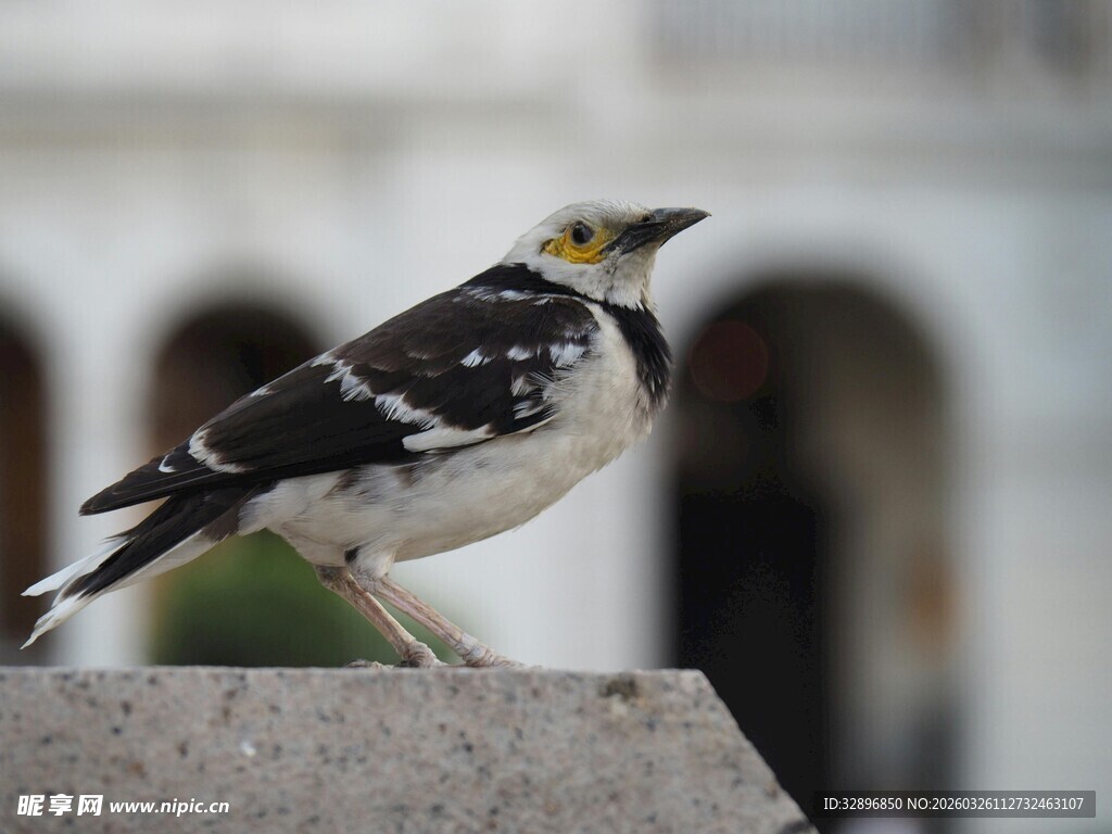 站在石台上的黑白小鸟