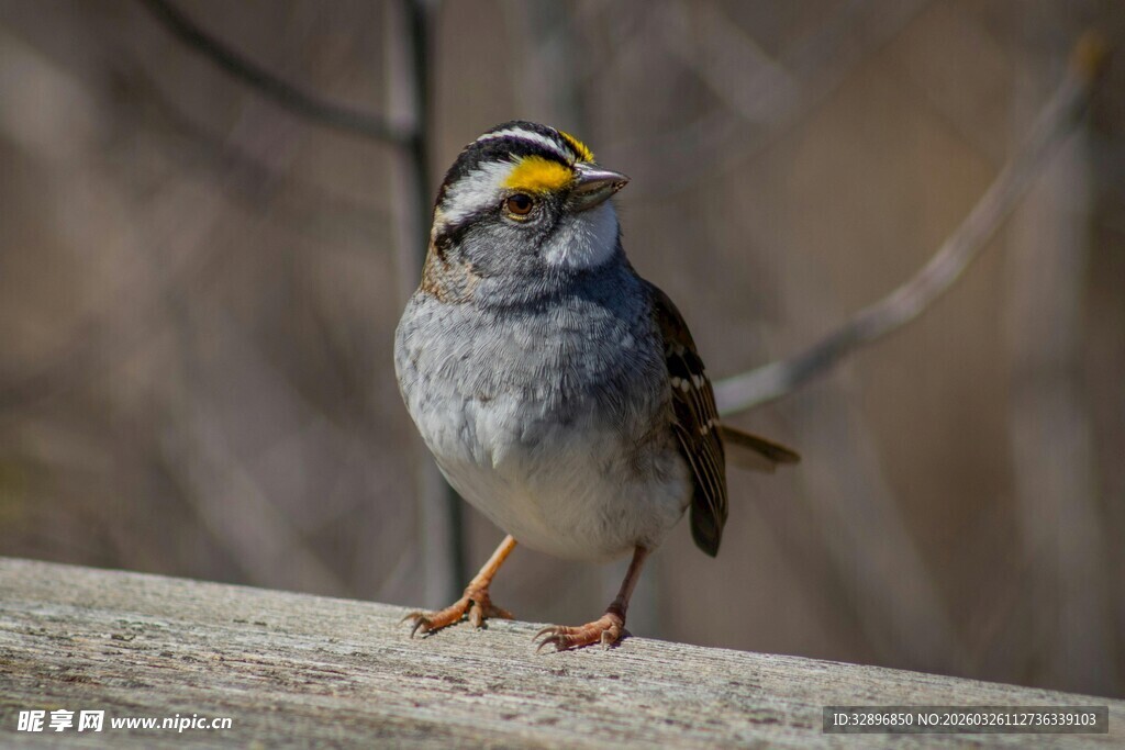 灰身黄眉小鸟栖于木上