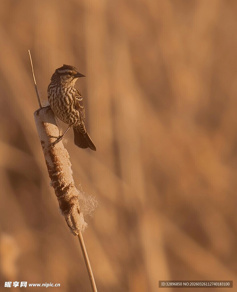 栖息于芦苇上的小鸟