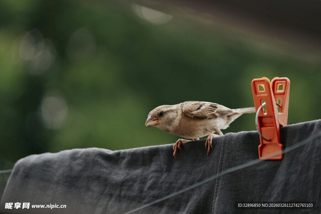 小鸟立于黑物上的夹子旁