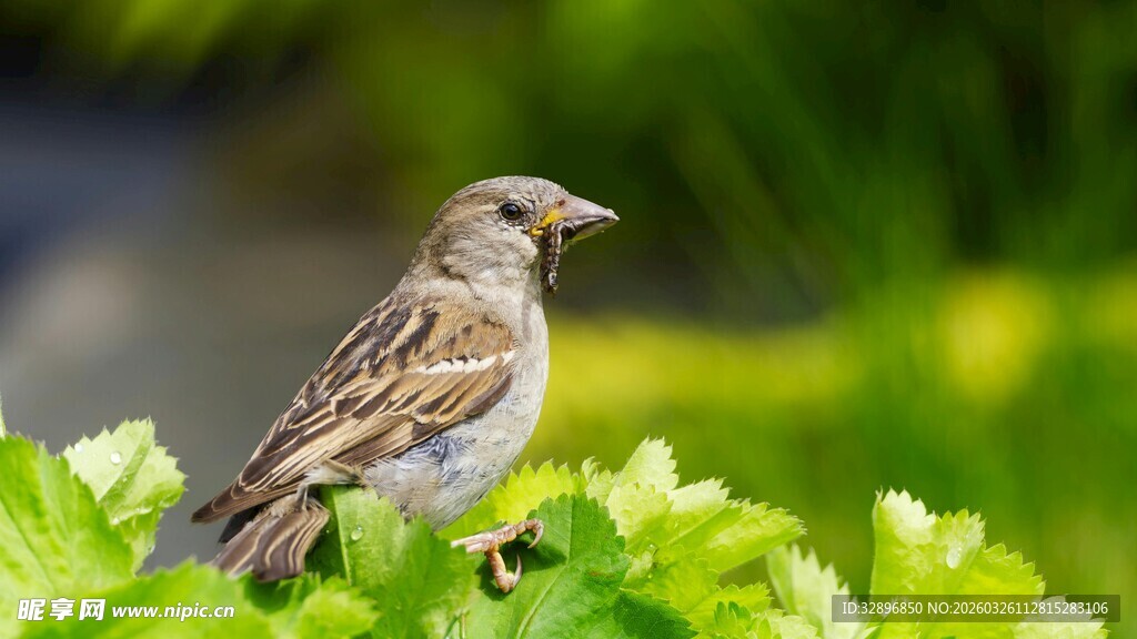绿叶上的小巧麻雀