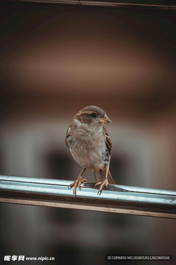 小鸟栖息于金属杆上