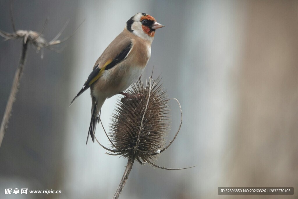 金翅雀立于干枯植物上