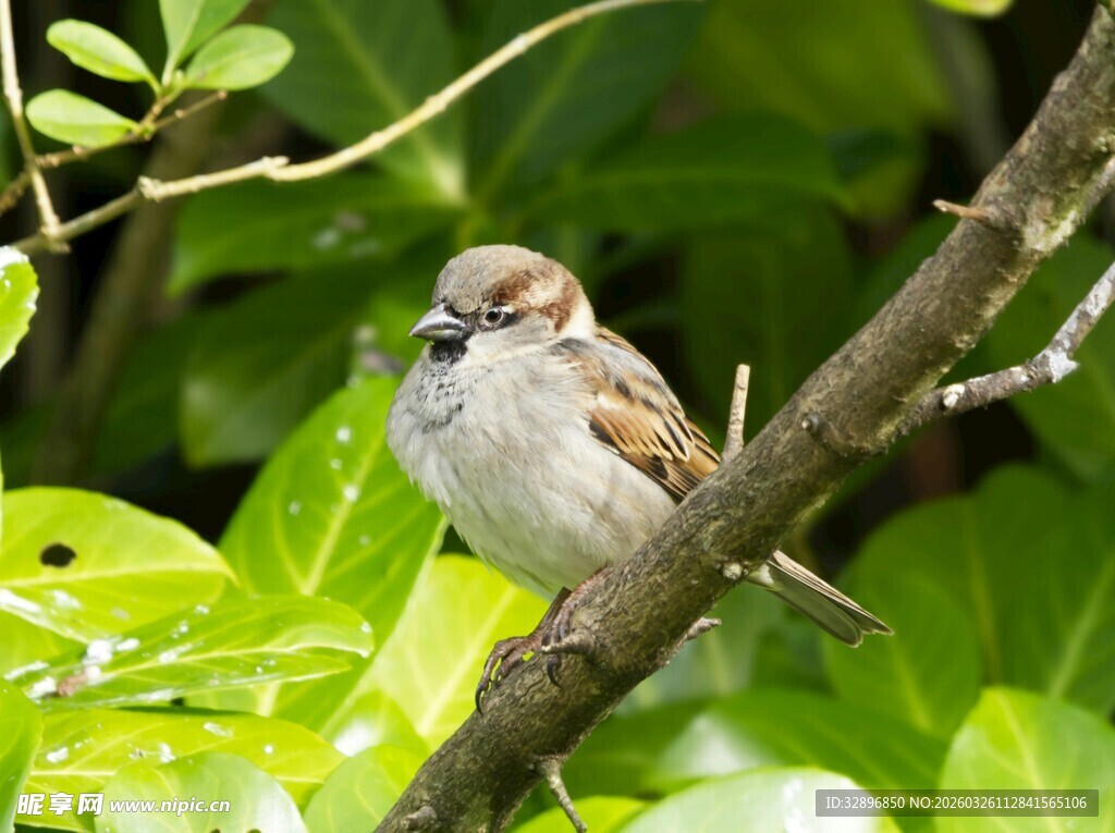 树枝上的小麻雀