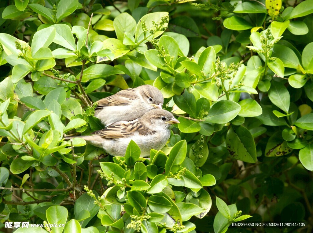 绿叶丛中休憩的小鸟