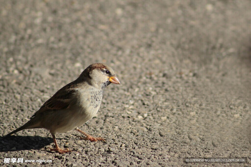 地面上的一只小麻雀
