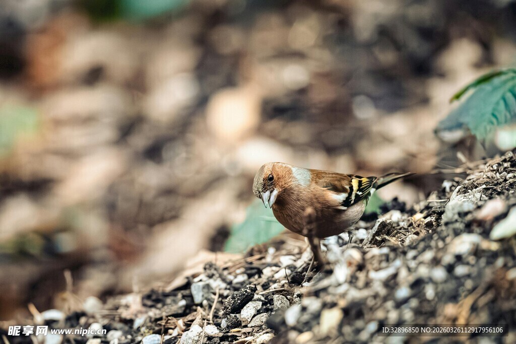 地面觅食的小鸟