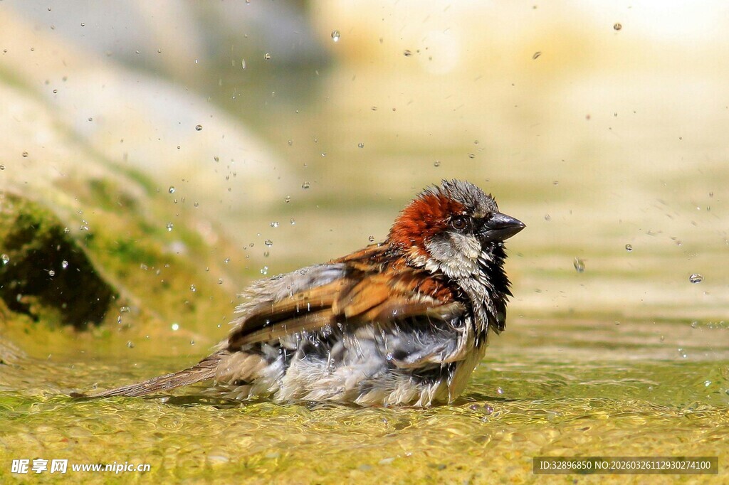 沐浴中的多彩小鸟