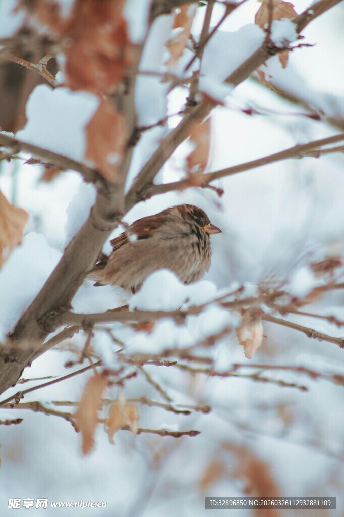 雪枝上的小鸟