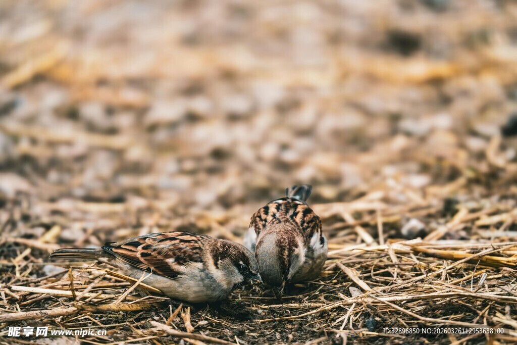 田地里的几只鹌鹑