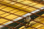 钢筋结构中的小鸟