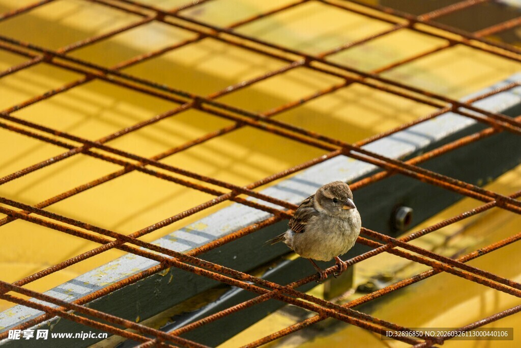 钢筋结构中的小鸟