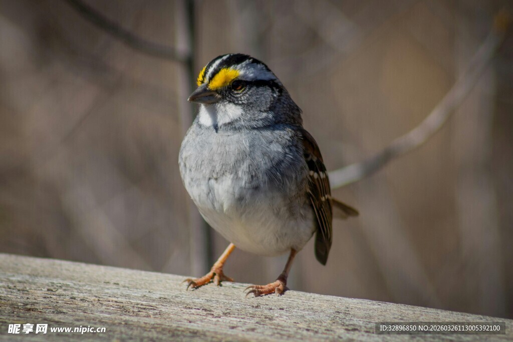 灰身黄眉小鸟栖于木上
