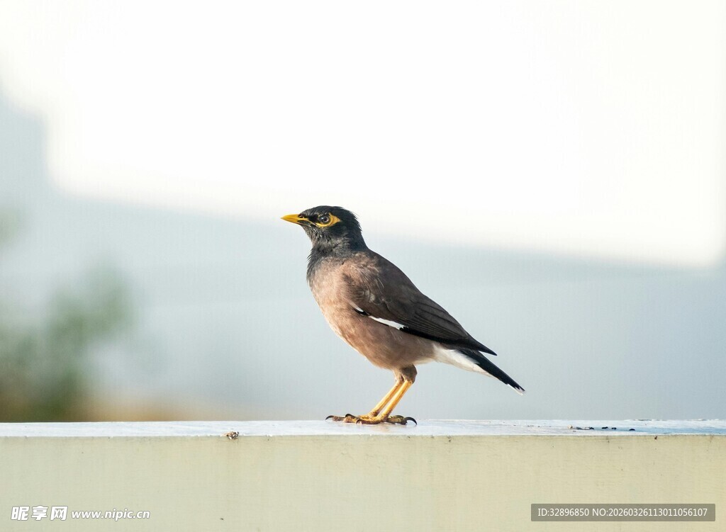站在栏杆上的小鸟